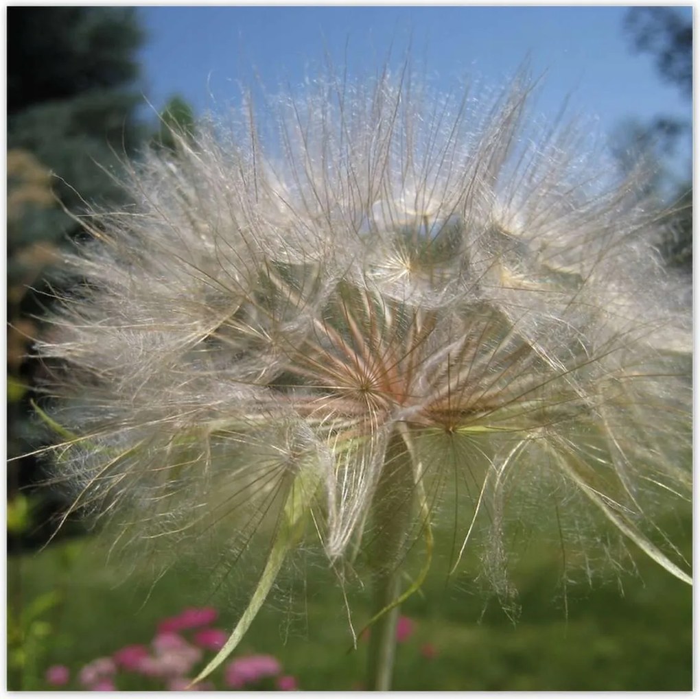 Poszterek 100x100 Pitypang Virág Virágok