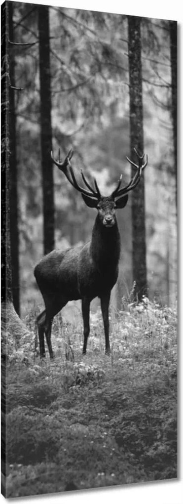 Vászonkép 40x100 Szarvas az erdőben B&amp;w