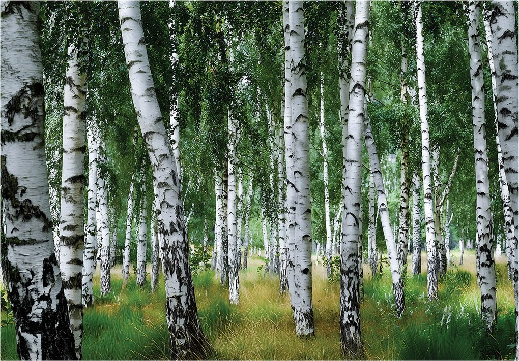 Fotótapéta Nyírfa Erdő Természet Fali Hálószoba Nappali 300x210