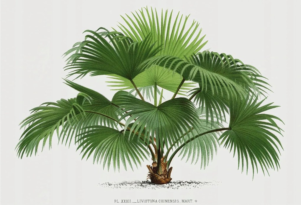 Fotótapéta Fali ragasztó szett Egzotikus pálmafa 152x104 Ragasztó