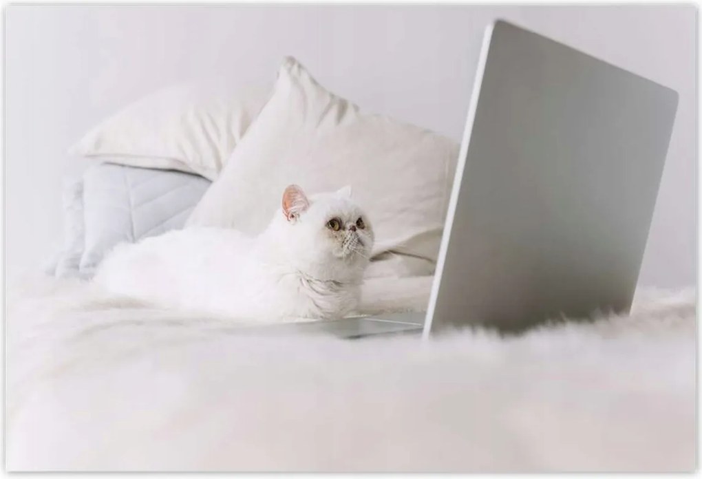 Poszterek 155x105 Cica Cicák Macskák