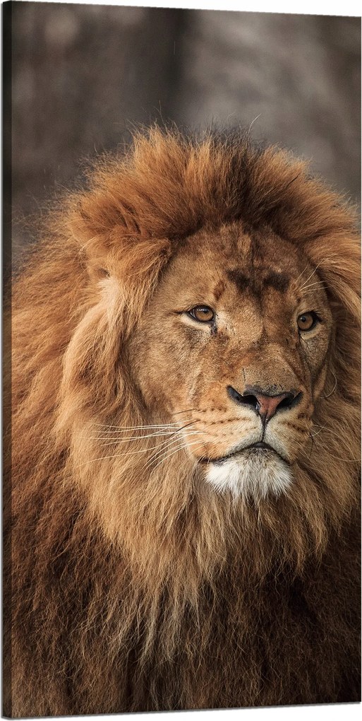 Vászonkép Elbűvölő Oroszlán Természet Arc Vadság 60x120 cm
