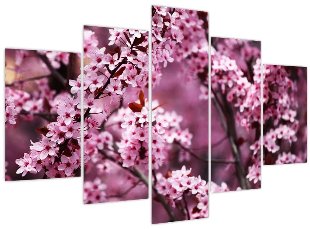 Kép - Rózsaszín sakura (150x105 cm)