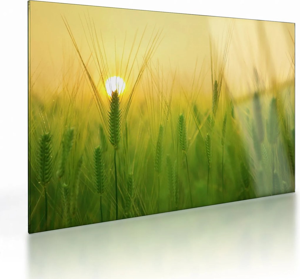 Kép - Mező gabonával (üvegen) (70x50 cm)