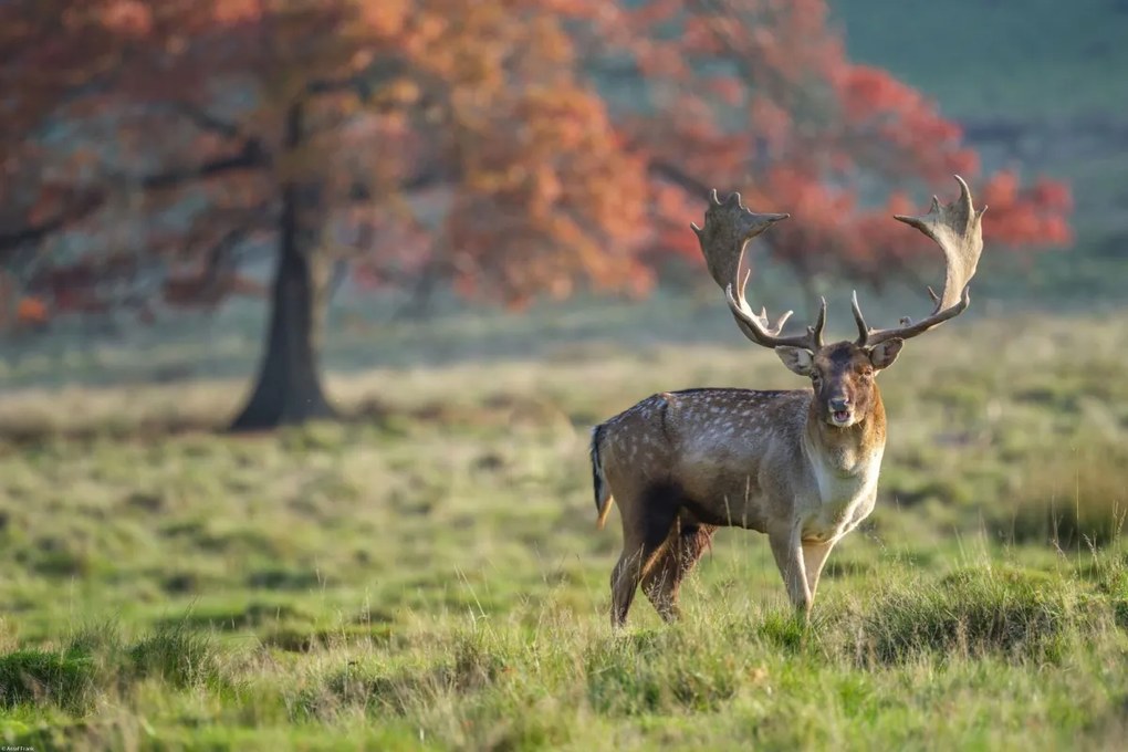 Poszter 60x40cm Szarvas a mezőn, Assaf Frank