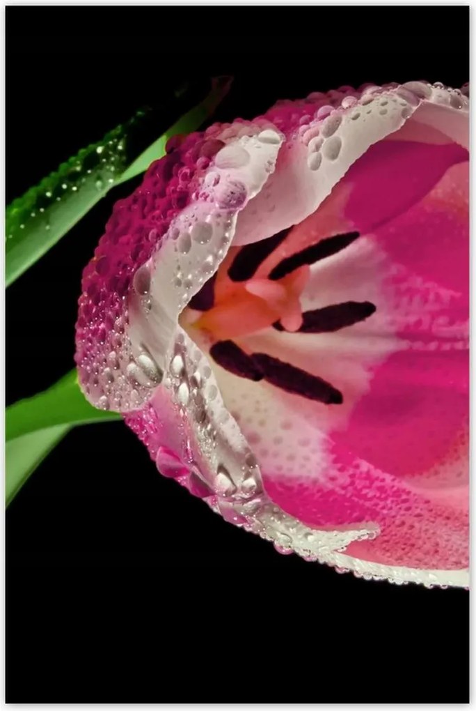 Poszter 60x90 Rózsaszín tulipán