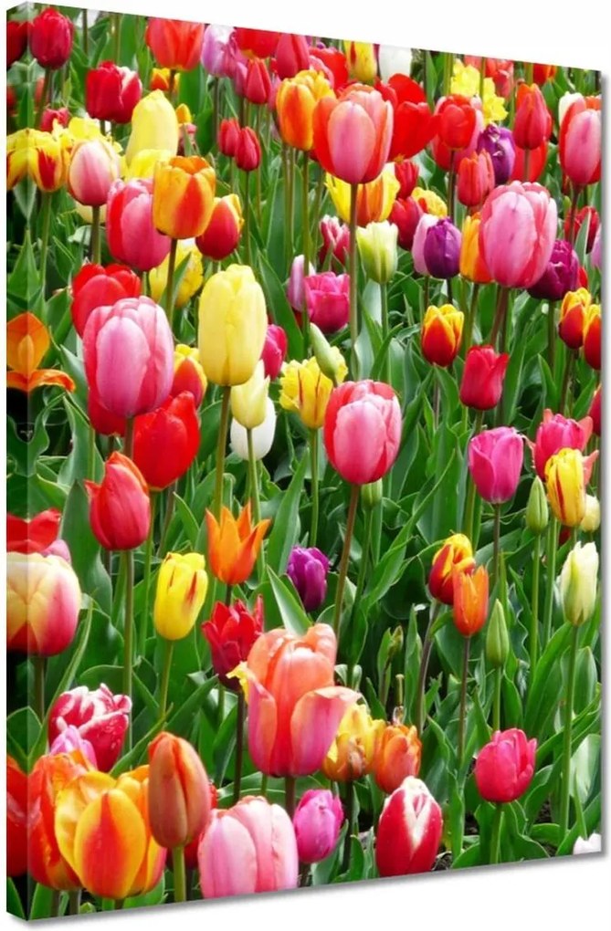 Vászonkép 30x40 Színes tulipánok a réten