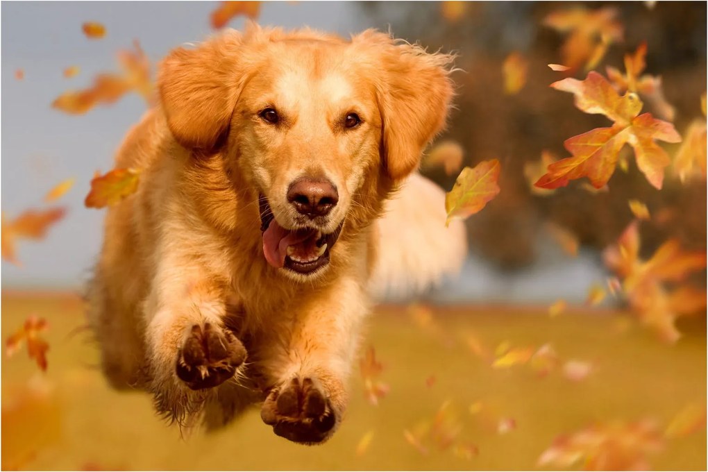 Kép - Golden Retriever (90x60 cm)