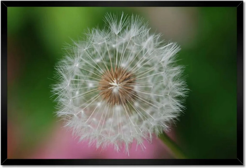 Poszterek keretben 60x40 Pitypang Virág Virágok