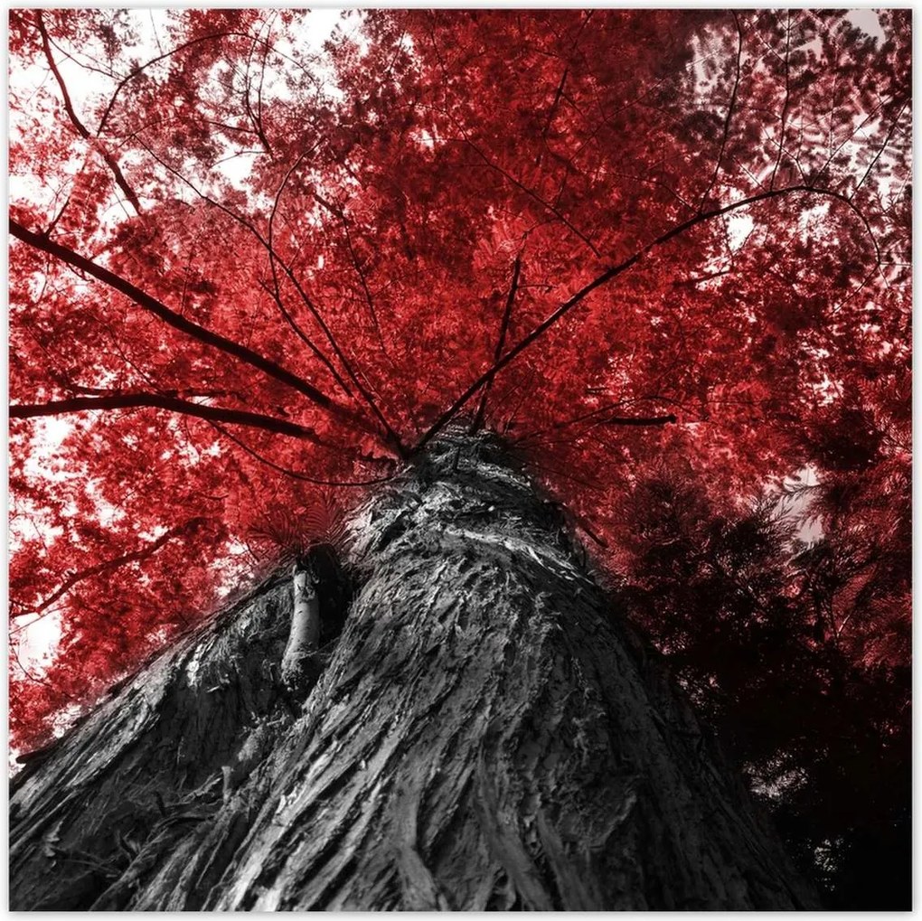 Poszterek 70x70 mamutfenyő Magas fa