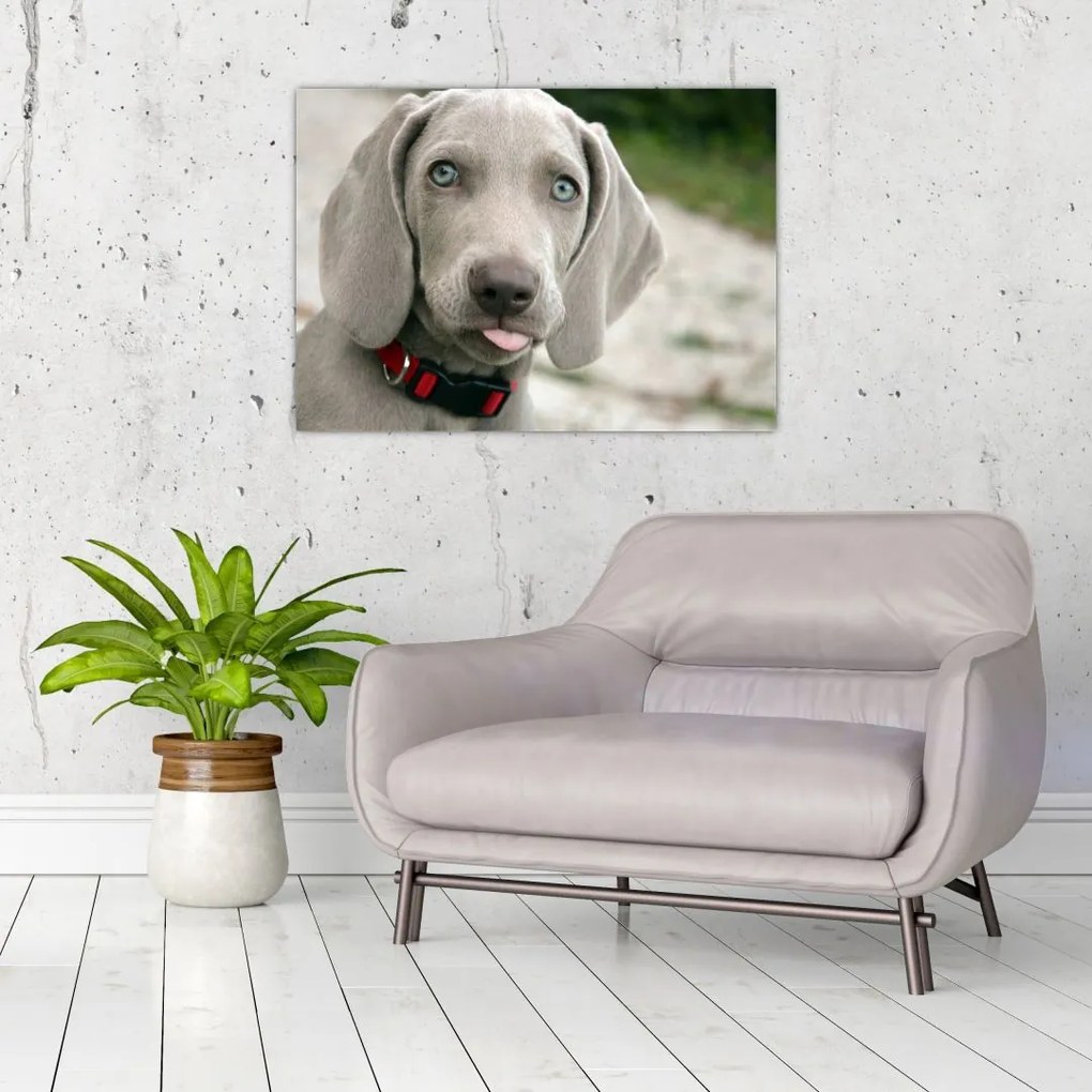 Kép - weimaraner kölyökkutya (üvegen) (70x50 cm)