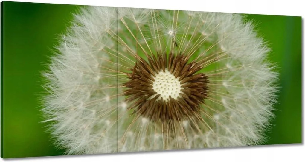 Vászonkép 120x60 Pitypang Virág Virágok