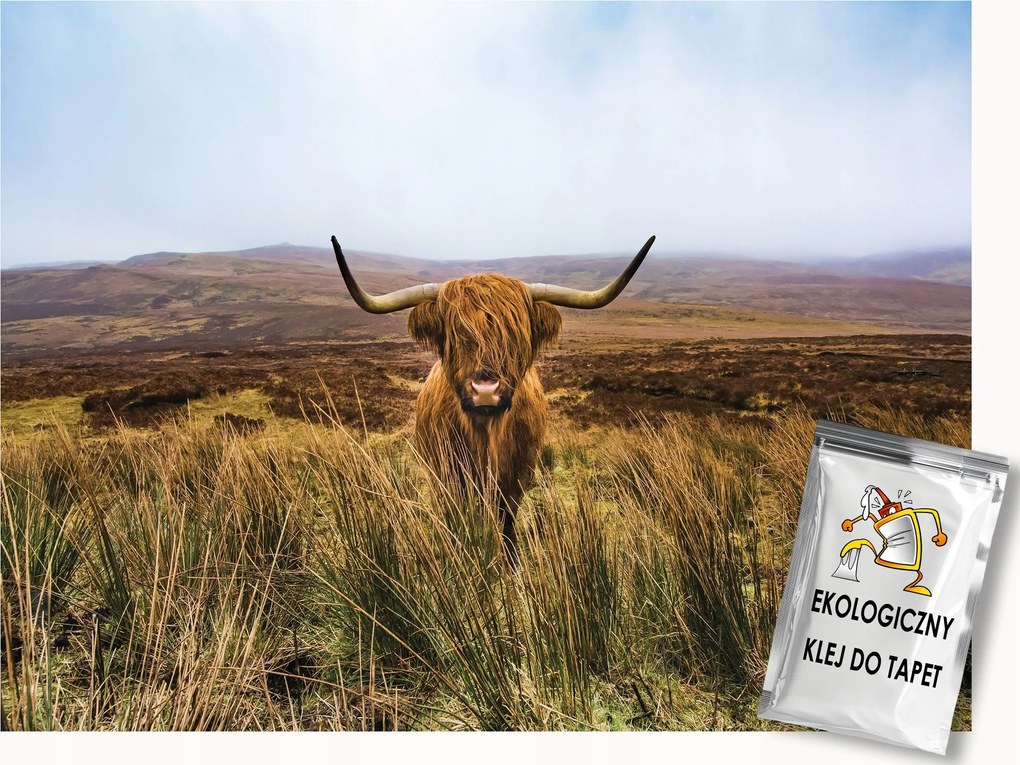 Fotótapéta Flizelina Természet Hegyek Skót Tehén Highland 250x175 ragasztó