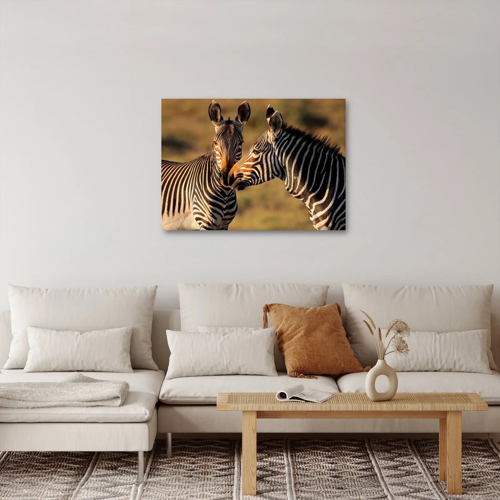 Kép - Két zebra (70x50 cm)