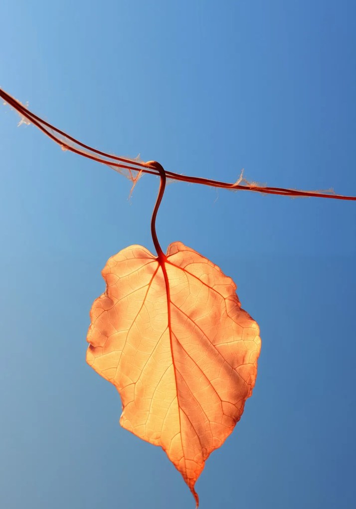 Poszter 70x100cm Utolsó levél