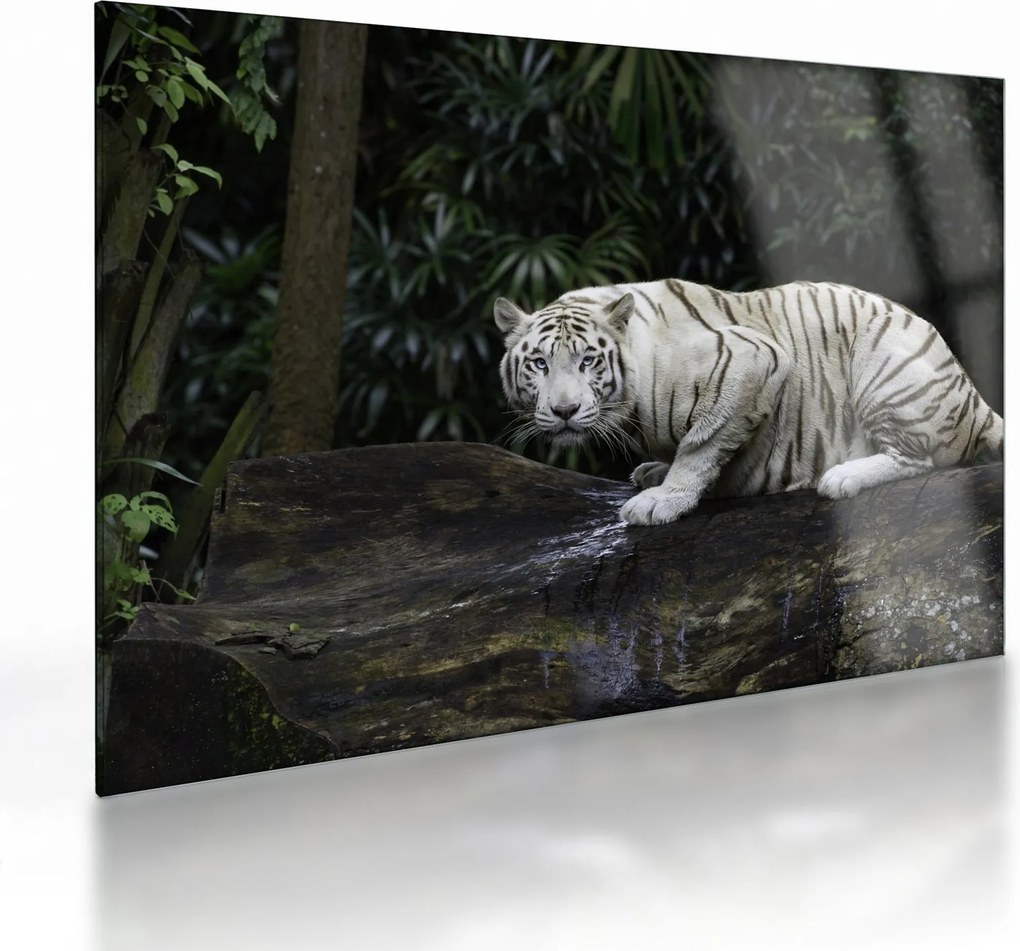 Kép - albínó tigris (üvegen) (70x50 cm)