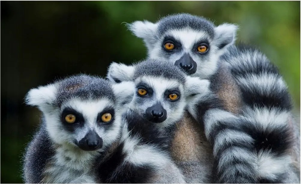 Fotótapéta állatok 3d fotótapéta 254 x 184