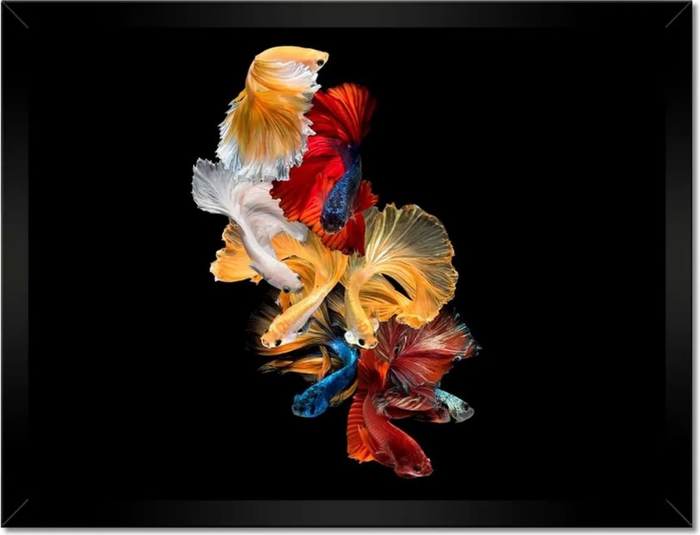 Poszterek keretben 40x30 Színes sziámi halak