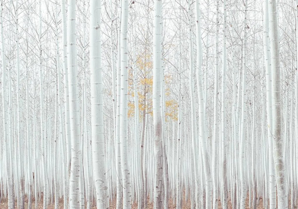 Fotótapéta - Erdő - fehér (152,5x104 cm)