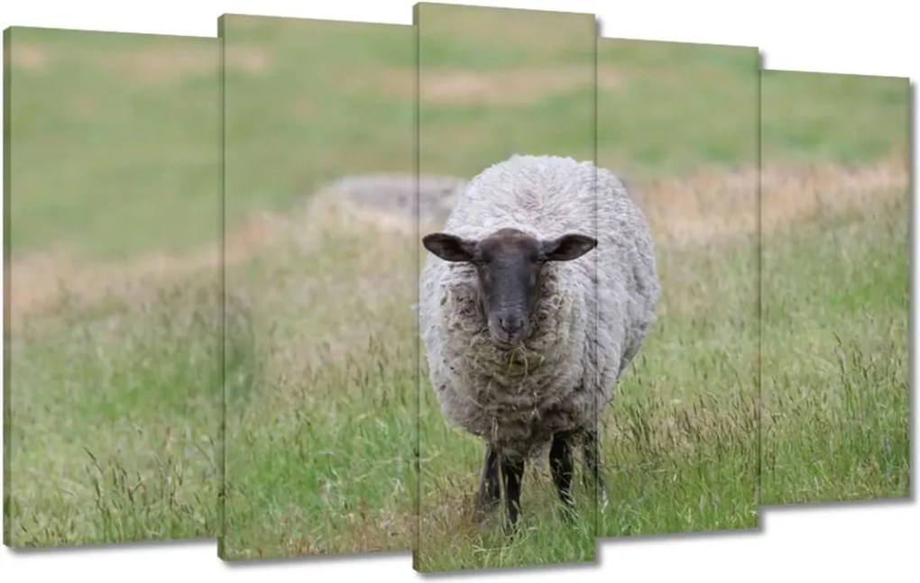 Vászonkép 100x60 Juh legeltetés Bárányok