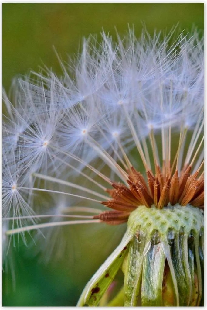 Poszterek 80x120 Pitypang Virág Virágok