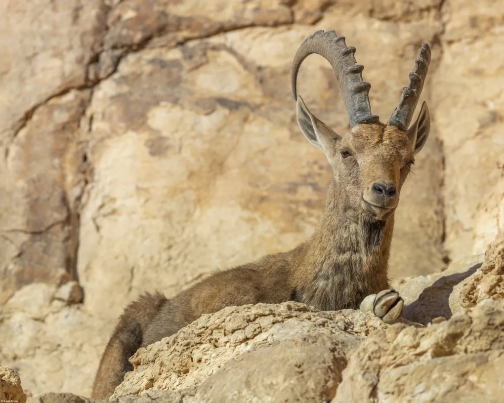 Poszter 50x40cm Nubiana Ibex 4, Assaf Frank