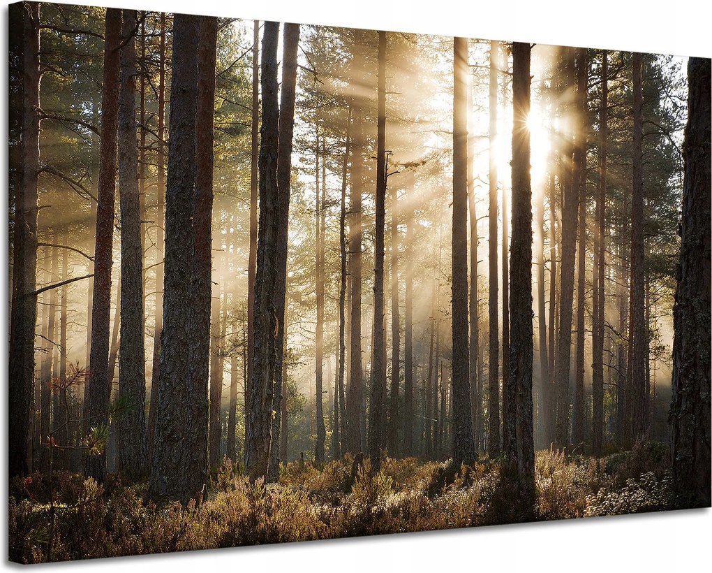 Vászonkép Nap az erdőben Hideg színek Fű 120x80 cm