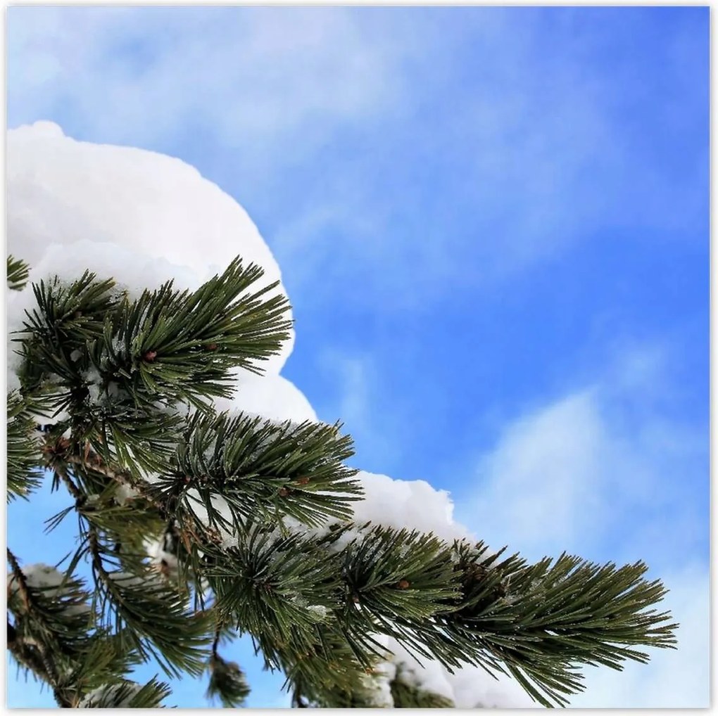 Poszterek 100x100 Hó ág