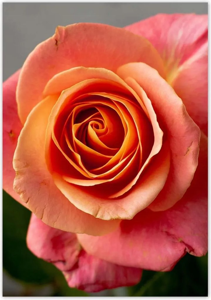 Poszterek 70x100 Rózsa Virág Virágok Rózsa