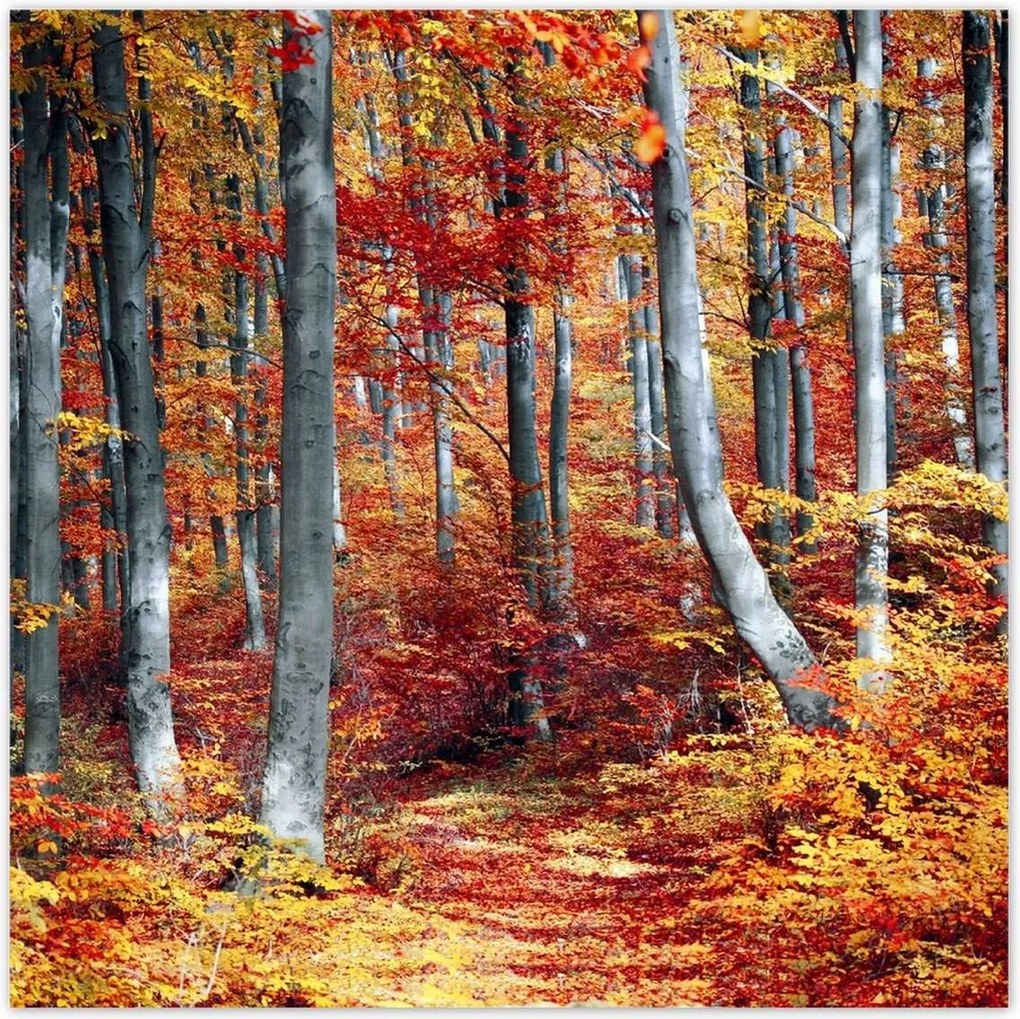 Poszterek 100x100 Tájkép