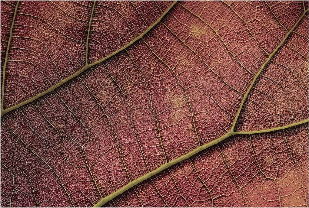 Stílusos Dekoratív Fotótapéta Flizelin Leveles textúra 104x70 Ragasztó