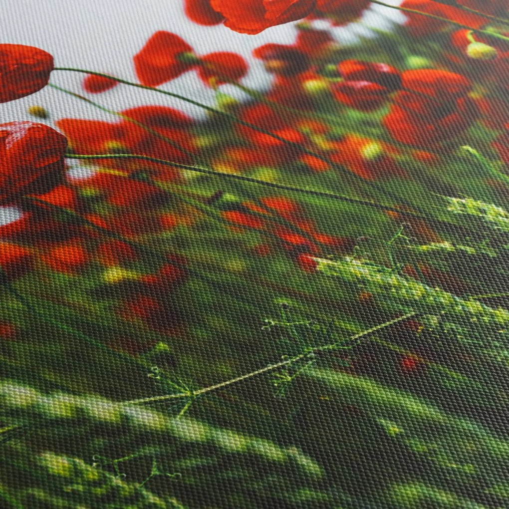 A pipacsok képe a szélben (150x105 cm)