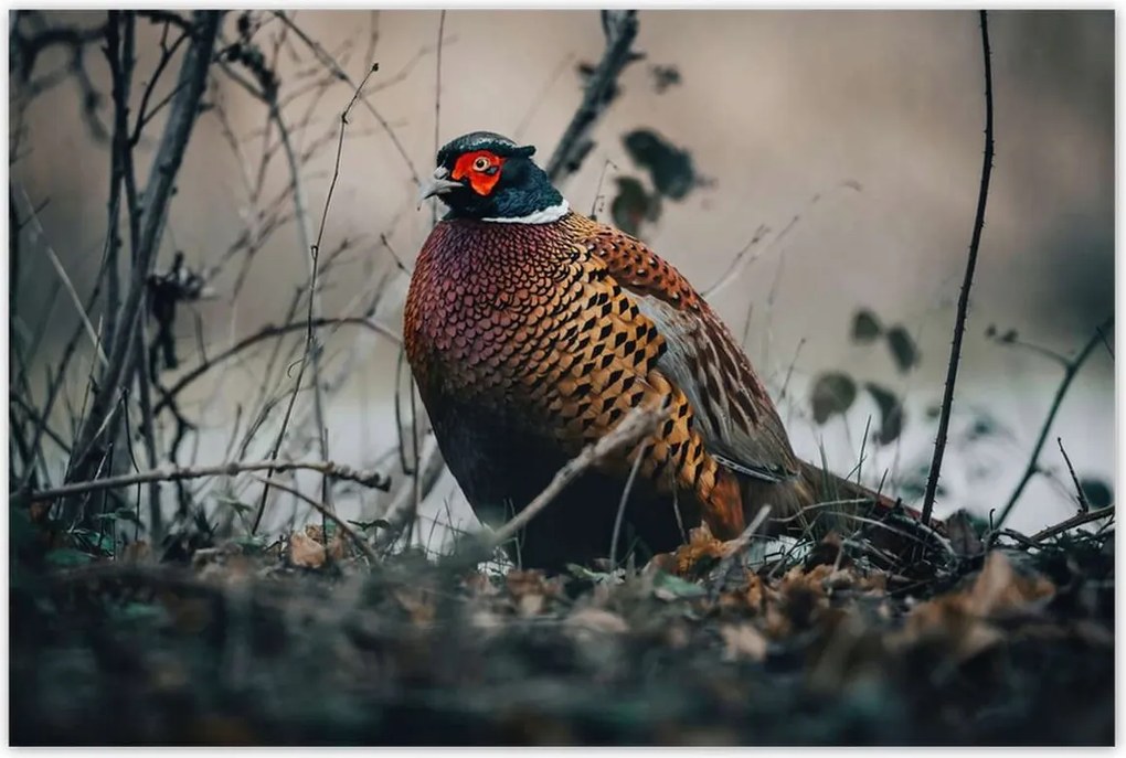 Poszterek 120x80 Fácán a természetben Madarak