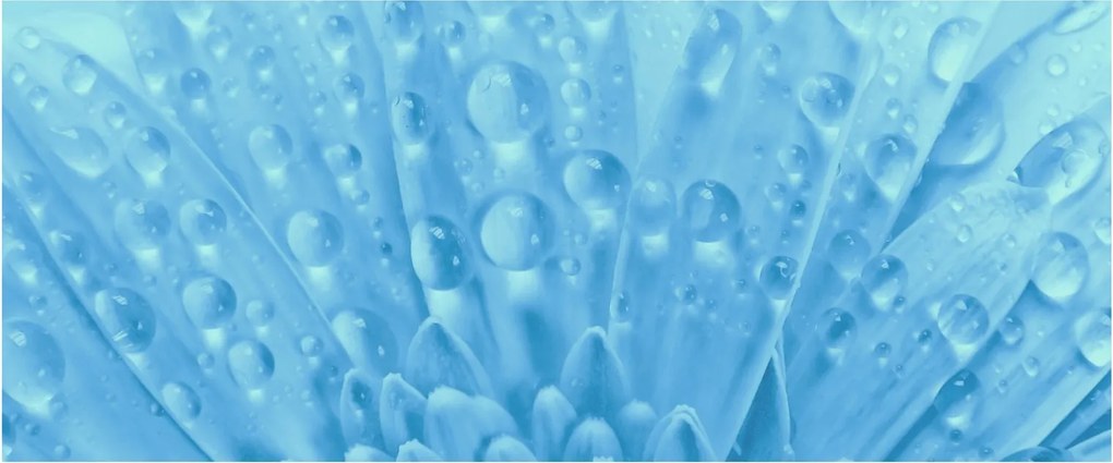 Kép - Makro felvétel egy virágról (120x50 cm)