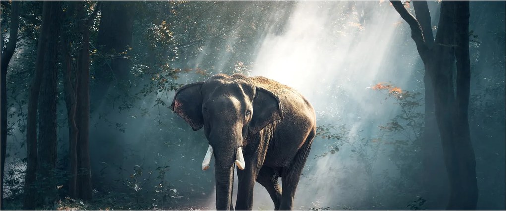Elefánt a dzsungelben képe (120x50 cm)