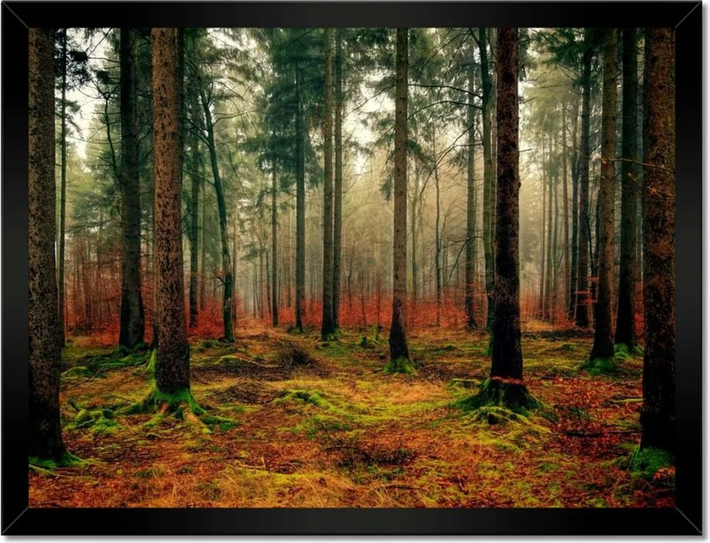 Poszterek keretben 40x30 Erdei táj Kilátás