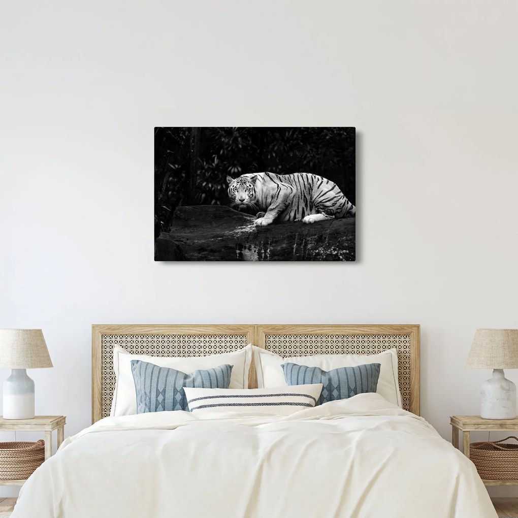 Kép - albínó tigris, fekete-fehér (90x60 cm)