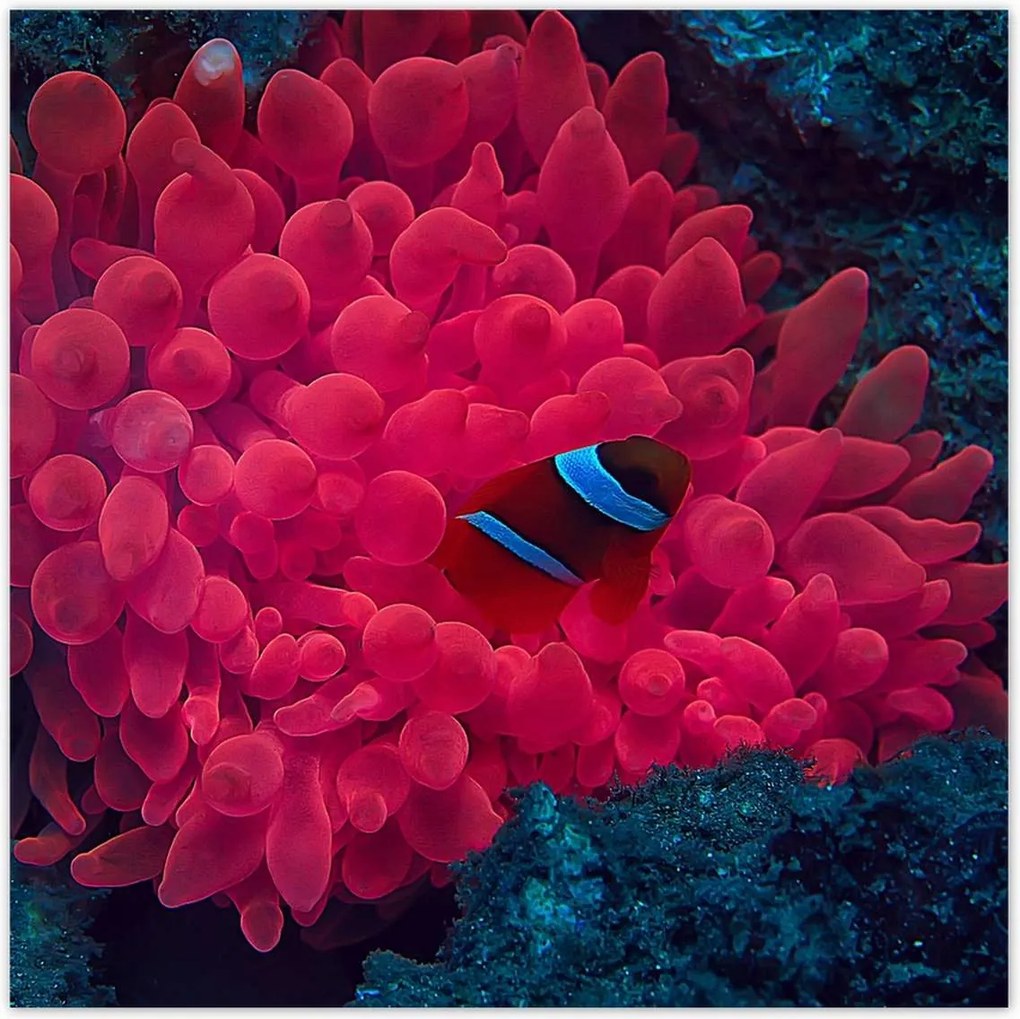 Poszterek 100x100 Vad természet a tengerben