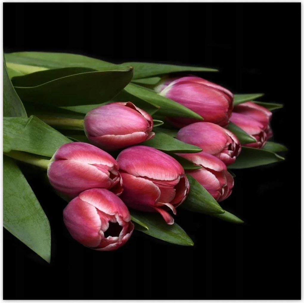 Poszterek 100x100 Zamatos tulipánok