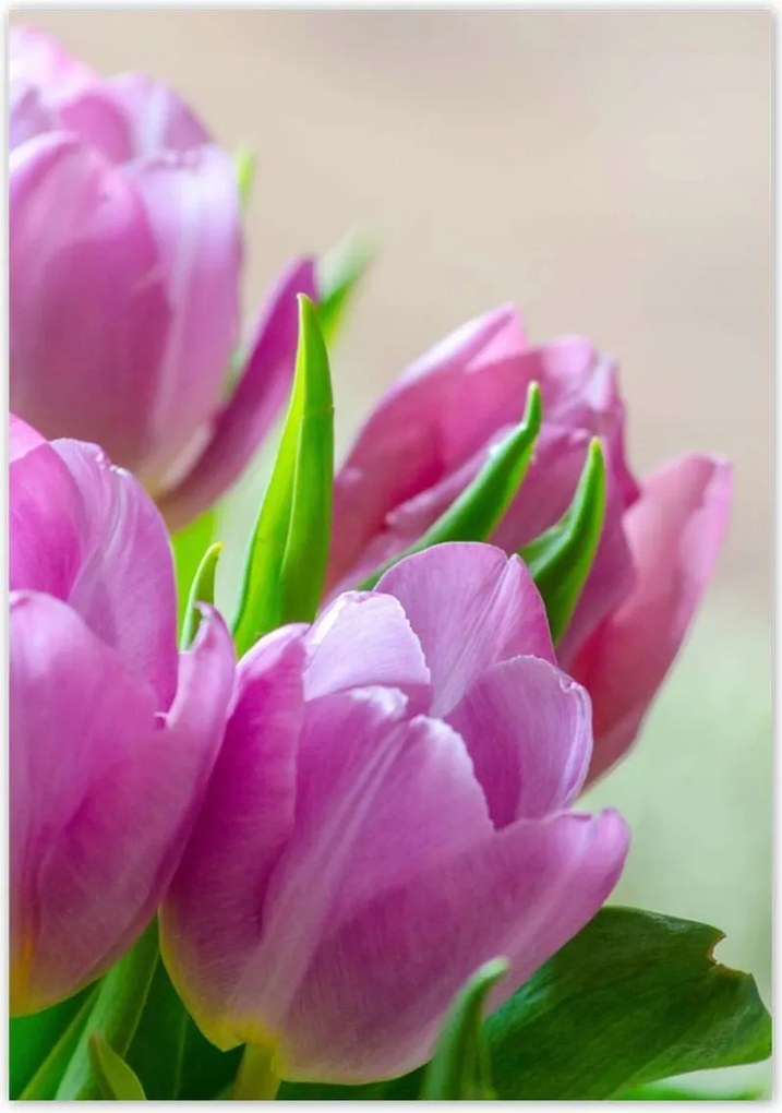 Poszterek 70x100 Tulipánok Virágok
