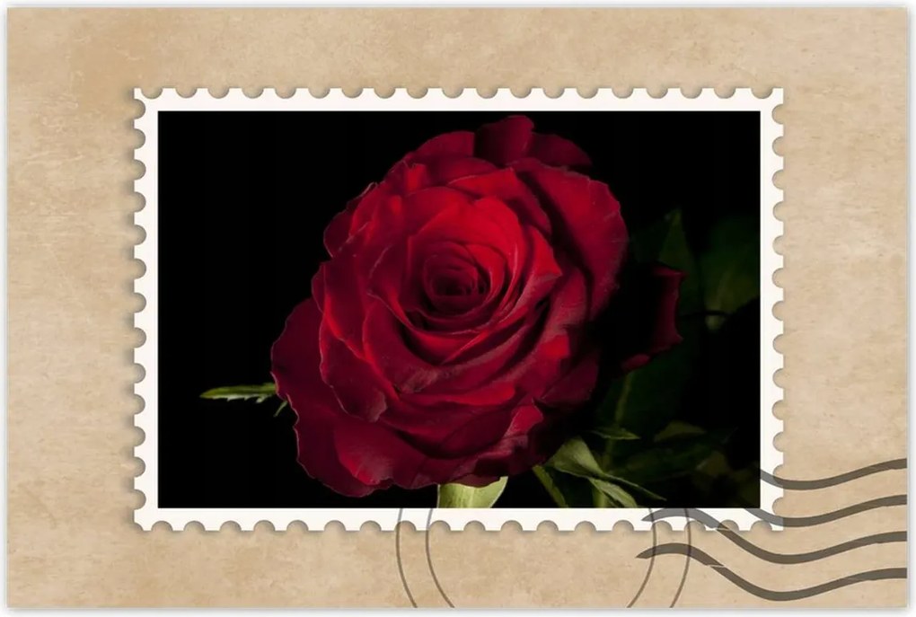 Poszterek 90x60 Vörös rózsa