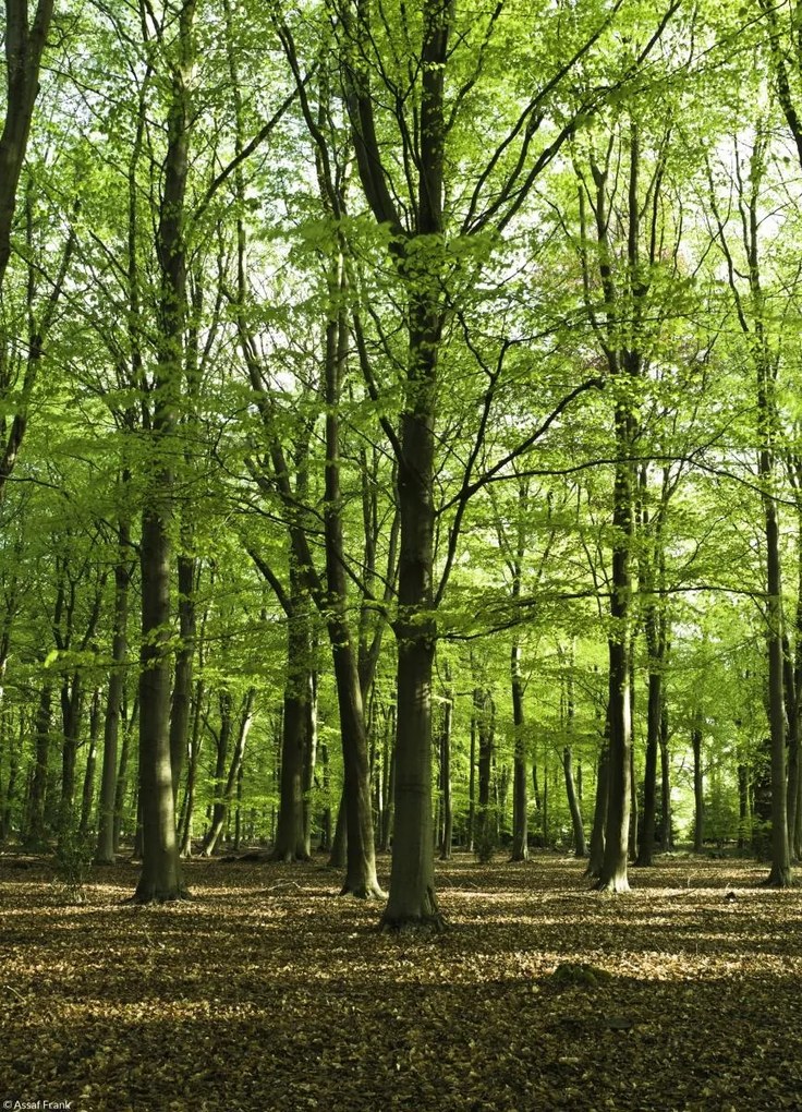 Poszter 20,5x28,4cm Tavaszi erdő