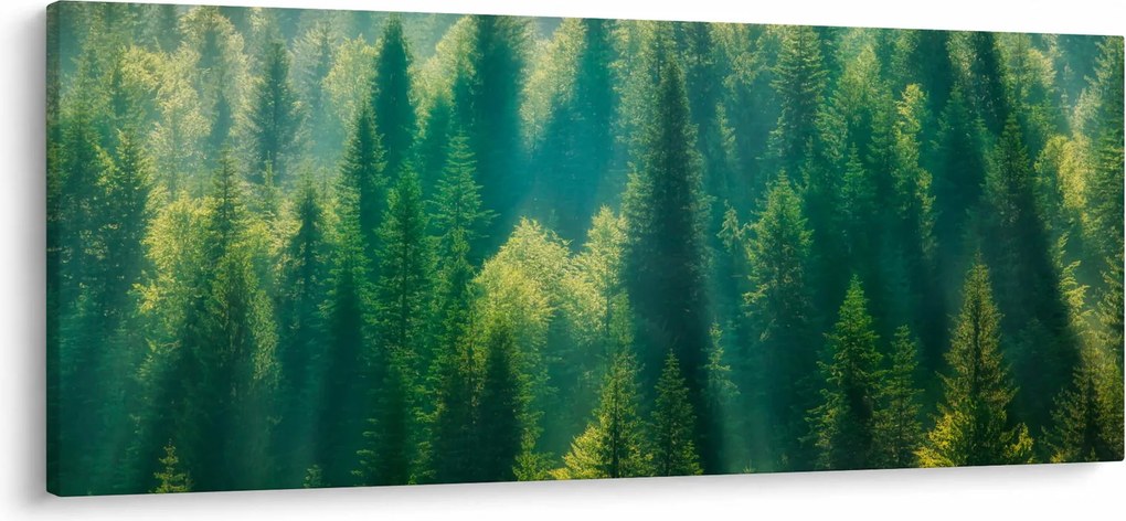 Kép - fenyőerdő (120x50 cm)