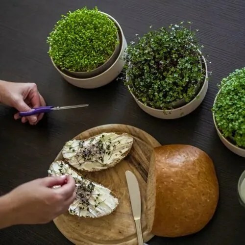 Plastia microgreens csíráztató edény, elefántcsont kávézaccal