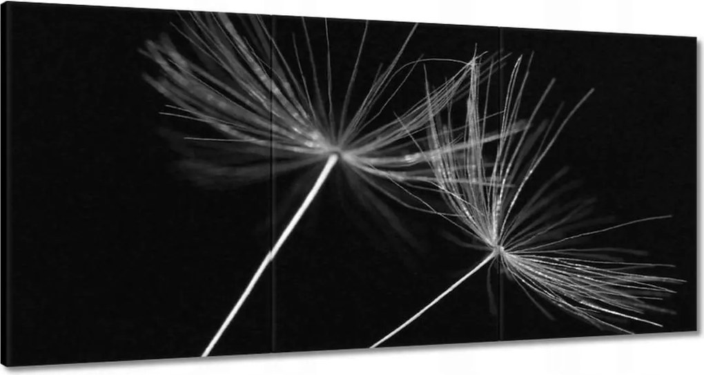 Vászonkép 120x60 Pitypang Virág Virágok