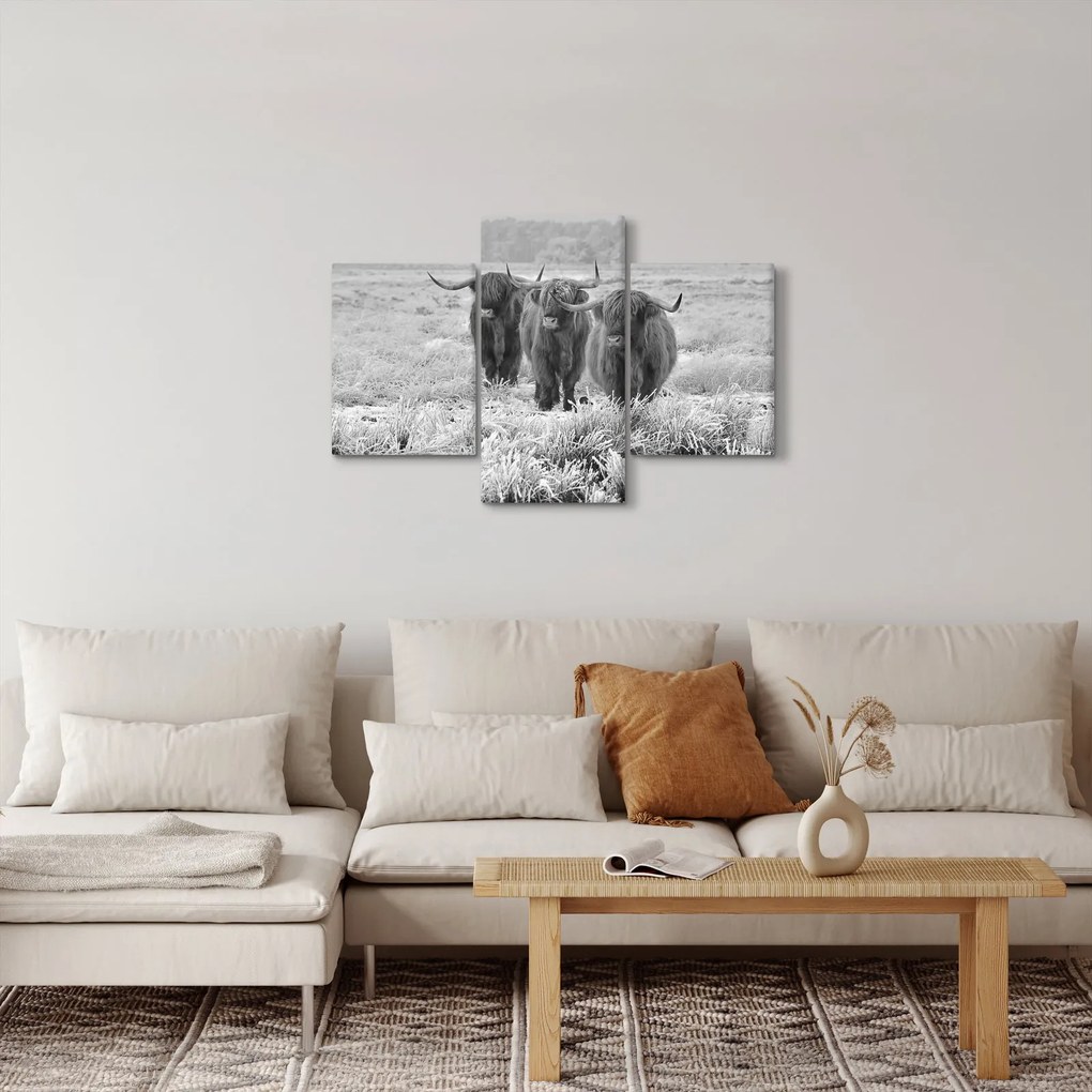 Kép - Skót tehenek, fekete-fehér (90x60 cm)