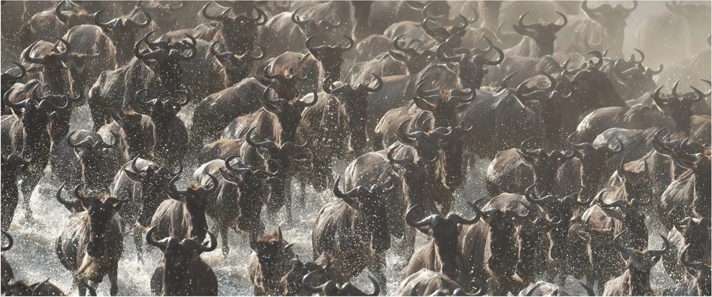 Kép - Gnúcsorda (120x50 cm)