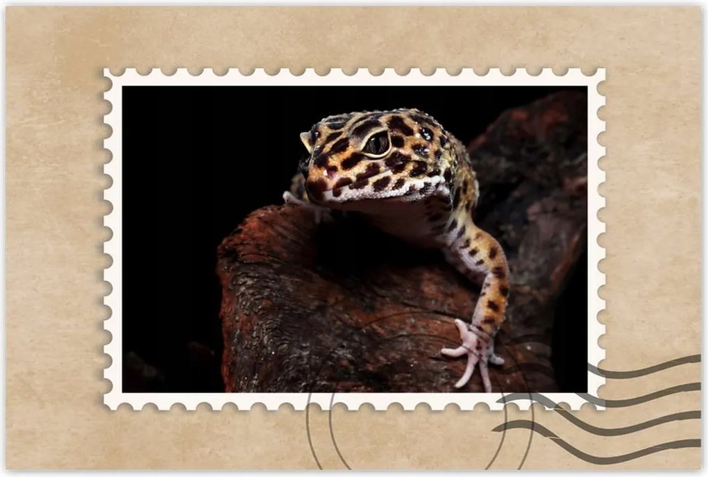 Poszterek 90x60 Gekkó leopárd gyík