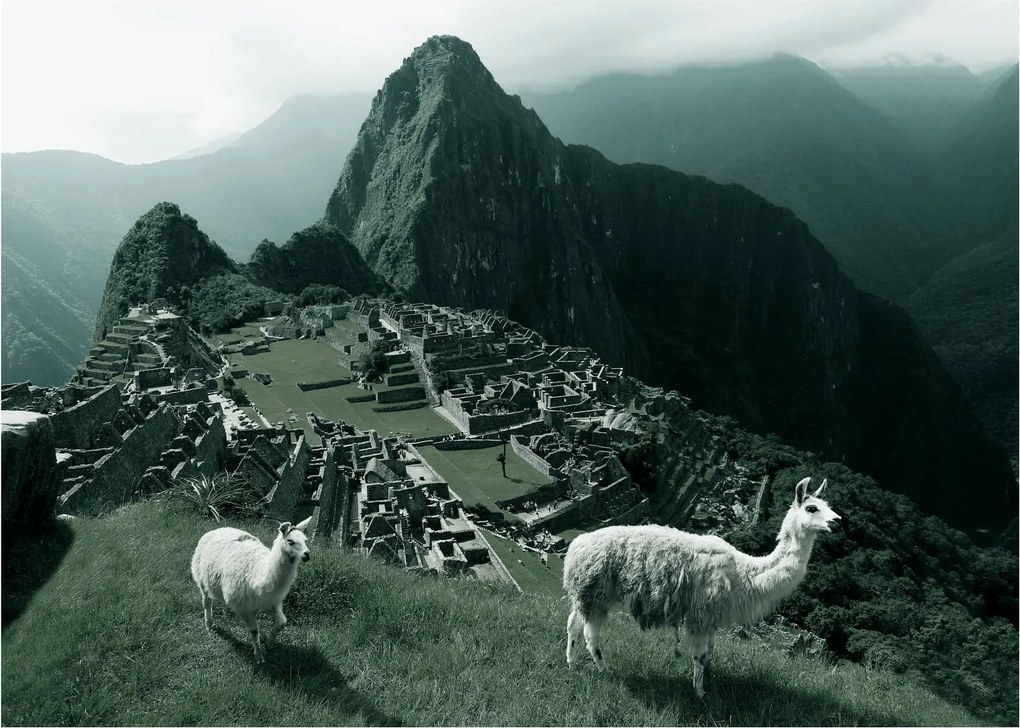 Üveg kép - Lámák a perui Machu Picchunál (70x50 cm)