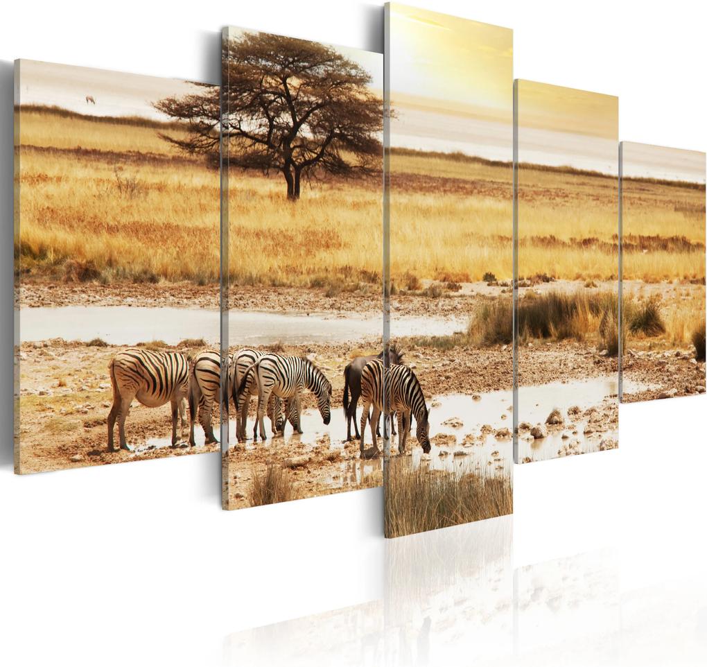 Kép - Zebras on a savannah